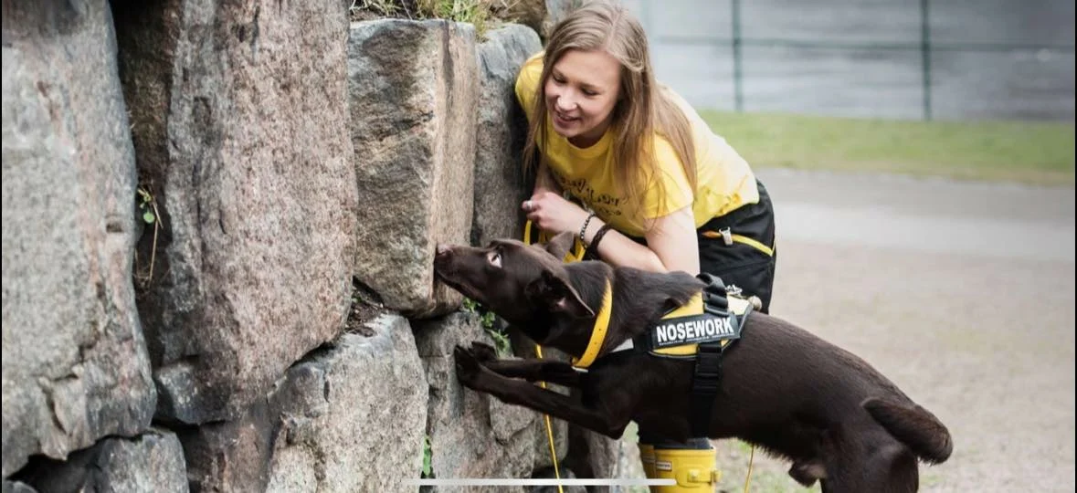 nosework